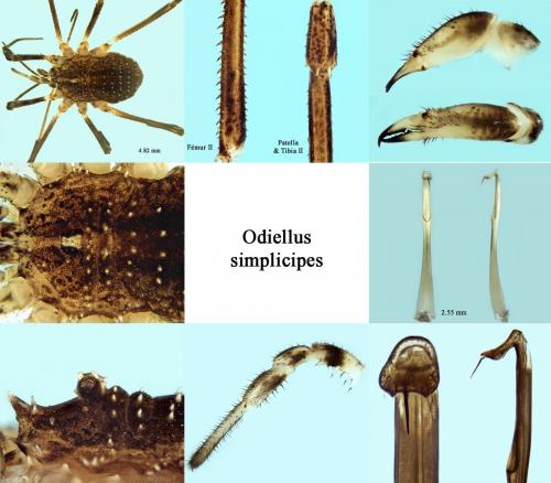 Réf. 212 360 : Odiellus simplicipes